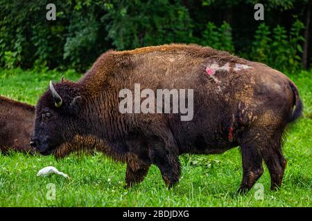 A member of a managed herd of Bison in the Elk and Bison Prairie at the Land Between the Lakes National Recreation Area in Kentucky. Stock Photo