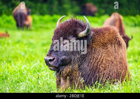 A member of a managed herd of Bison in the Elk and Bison Prairie at the Land Between the Lakes National Recreation Area in Kentucky. Stock Photo