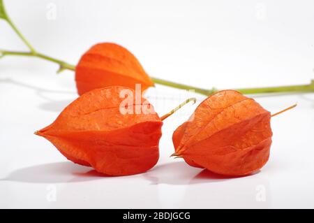 Red physalis flower and fruit isolated on the white background Stock Photo