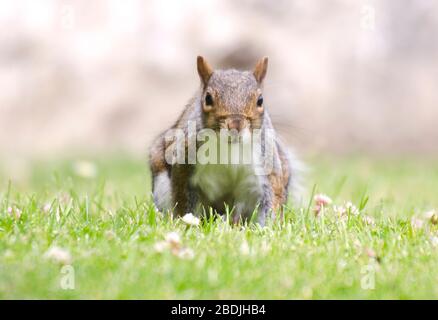Close up of a Grey Squirrel on Grass Stock Photo