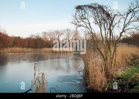 zugefrorener Karpfenteich / NSG Bogenseekette / Berlin-Buch Stock Photo