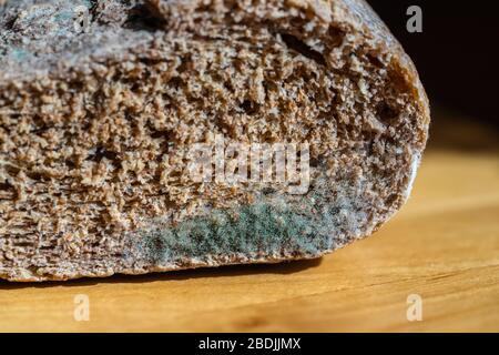 Black bread mold hi-res stock photography and images - Alamy