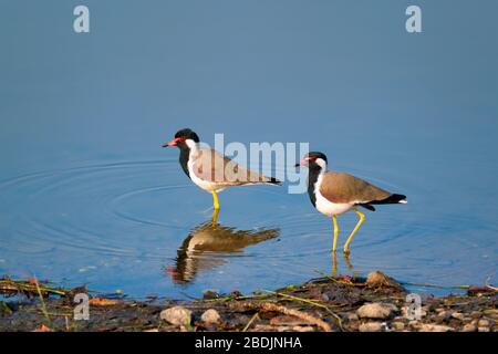 The red-wattled lapwing Vanellus indicus in a lake Stock Photo
