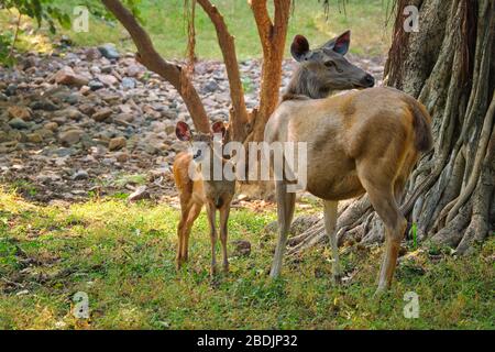 Female blue bull or nilgai - Asian antelope standing in Ranthambore National park, Rajasthan, India Stock Photo