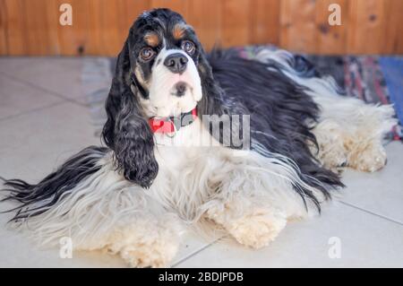 Tri color best sale cocker spaniel