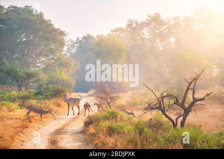 Families of blue bull nilgai and spotted deers in Ranthambore National park. Rajasthan, India. Stock Photo