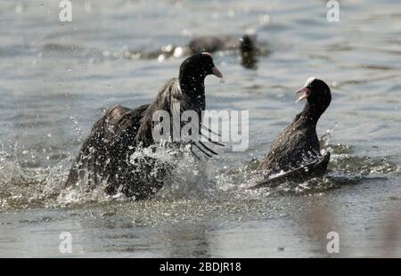 Coots at war