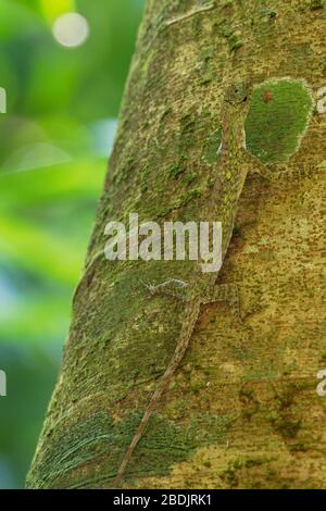 BARRED FLYING DRAGON (Draco taeniopterus) male displaying throat fan ...