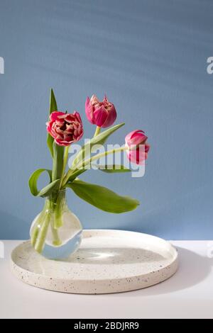 Three red terry tulips in a round vase with on a blue background. Copy space