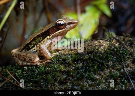 Common Southeast Asian Tree Frog - Polypedates leucomystax, species in the shrub frog family Rhacophoridae, also known as four-lined tree frog, golden Stock Photo