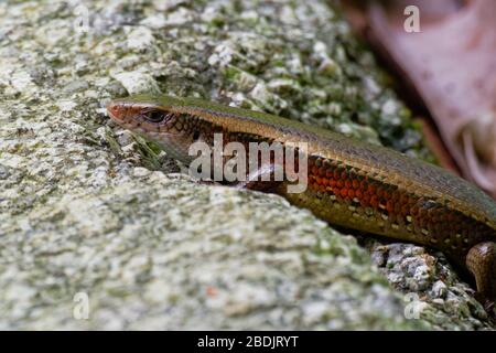 Common Sun Skink - Eutropis multifasciata, known as the East Indian brown mabuya, many-lined sun skink, many-striped skink, golden skink, is a species Stock Photo