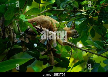 Ratufa affinis - Cream-coloured Giant Squirrel or pale giant squirrel, large tree squirrel in genus Ratufa found in forests in the Thai-Malay Peninsul Stock Photo