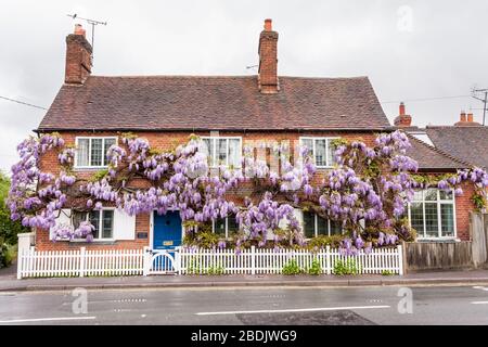 Wisteria sinensis over an English cottage Stock Photo
