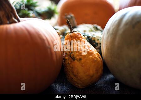 Collection of Seasonal Pumpkins and Gourds Stock Photo