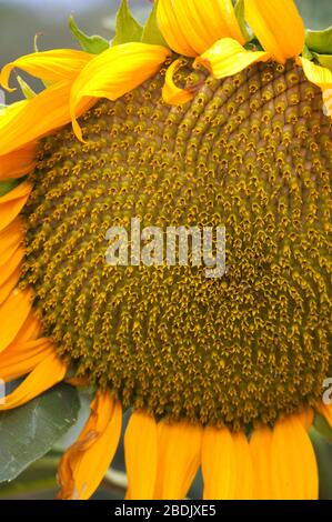 Close-up of the flower or head of a sunflower made up of numerous small flowers that form a spiral pattern and are known as florets Stock Photo