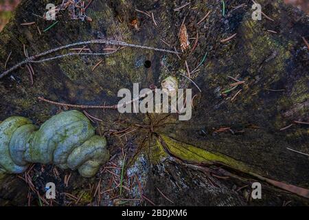 The texture of an old stump in the woods. Stock Photo