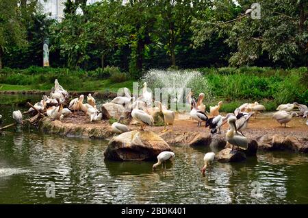 Room of pelicans are resting on the bank of the pond Stock Photo