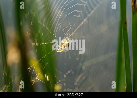 Morning drops of dew in a spider web. Cobweb in dew drops. Beautiful colors in macro nature. Stock Photo