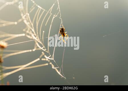 Morning drops of dew in a spider web. Cobweb in dew drops. Beautiful colors in macro nature. Stock Photo