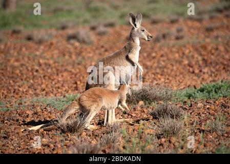 Red Kangaroo mother and young, not too sure about having their photo taken. Stock Photo