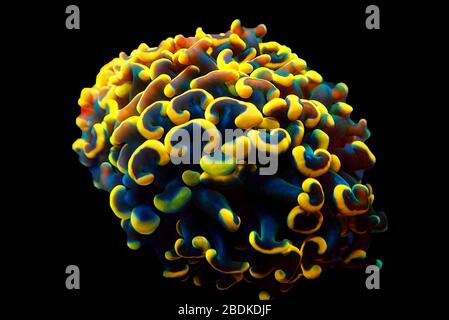 Golden Euphyllia Anchor LPS coral -  Euphylliidae Ancora Stock Photo