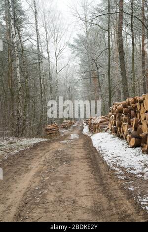 dirt road in winter forest in Poland Stock Photo