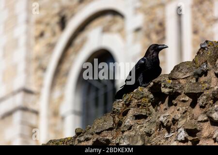 One of the six captive ravens at the Tower of London, caws and hops along the top of a stone wall. It is said, if the Ravens leave, the country fails. Stock Photo