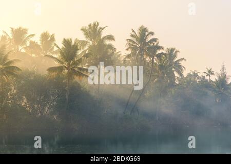 Jungle of palm trees with atmospheric haze at sunset, along a freswater lake in Eramalloor's Backwaters, a popular tourist destination and yoga retrea Stock Photo