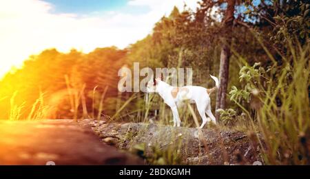 Art photo with chihuahua dog in nature and sun glare. Stock Photo