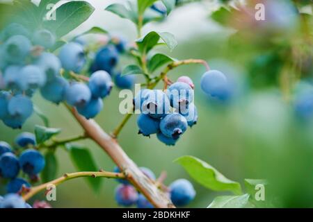 Ripe northern highbush blueberry (Vaccinium corymbosum), Germany Stock Photo