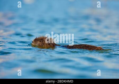 Coypu (Myocastor coypus), young animal swimming in water, Camargue, France Stock Photo