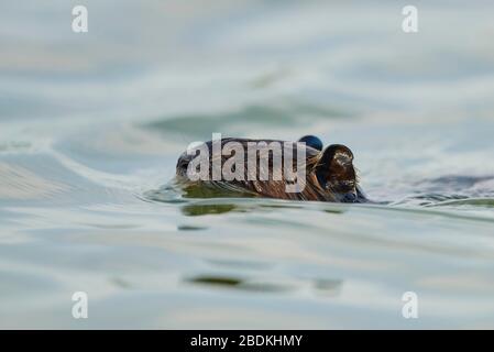 Coypu or nutria (Myocastor coypus), young animal swimming in water, Camargue, France Stock Photo