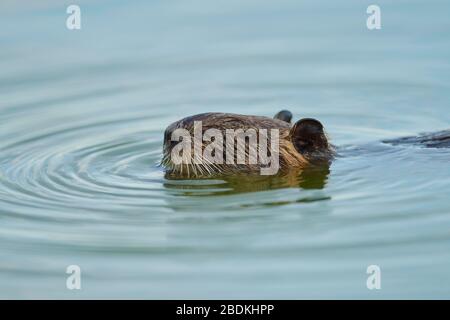 Coypu(Myocastor coypus) swimming in water, Camargue, France Stock Photo