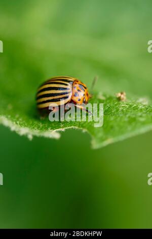 Colorado potato beetle (Leptinotarsa decemlineata) on green leave, Germany Stock Photo