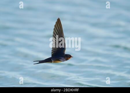 Barn swallow (Hirundo rustica) flying over water, Camargue, France Stock Photo