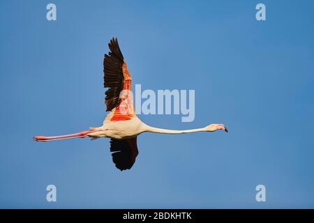 Greater Flamingo (Phoenicopterus roseus), in flight, Parc Naturel Regional de Camargue, France Stock Photo