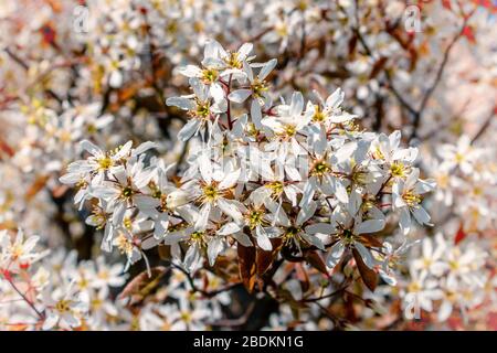 The serviceberry in the Netherlands is in full bloom in early spring with beautiful small white flowers Stock Photo