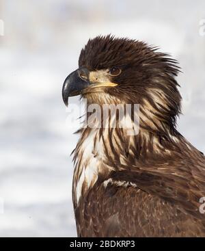 Bald Eagle Juvenile Portrait Stock Photo