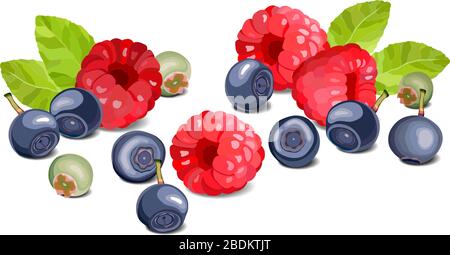 Blueberry and raspberry on a white background, leaves and berries Stock Vector