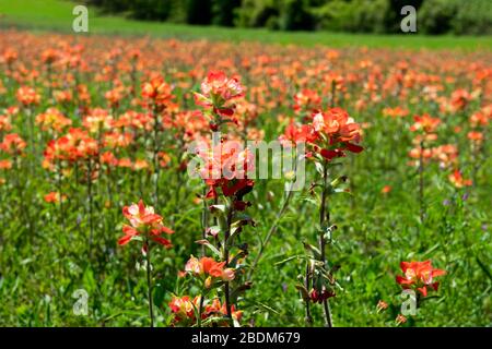 Closeup of several colorful, red and yellow Indian Paintbrush flowers in full bloom with the sun shining on their petals and a field covered in more p Stock Photo