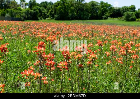 Field covered in colorful, red and yellow Indian Paintbrush flowers in full bloom on a sunny, spring afternoon with a blanket of blooms and trees in t Stock Photo