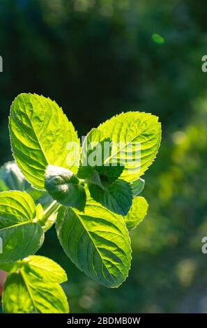 Hold a sprig of fresh mint in your hand under the bright rays of the sun . Branch mint leaves isolated on grey background Stock Photo