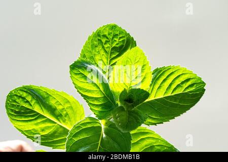 Hold a sprig of fresh mint in your hand under the bright rays of the sun . Branch mint leaves isolated on grey background Stock Photo