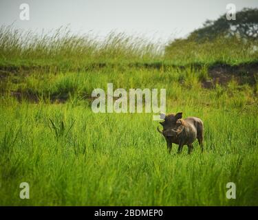 Warthog, Murchison Falls National Wildlife Refuge, Uganda. Located in the NW part of Uganda, Murchison Falls offers a unique experience. Stock Photo