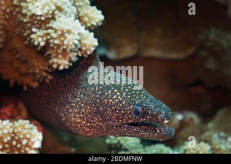 Stout moray eel (Gymnothorax eurostus) resting in branches of coral Molokini Crater, Maui, Hawaii, United States, Pacific Ocean, color Stock Photo