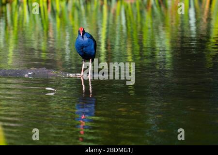 Purple swamphen in gap in green water plants on Lake Wendouree, Ballarat Australia. Stock Photo