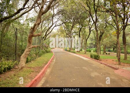 Dirty Road Pathway Background,Falling Leaves on dirty road stock photograph image Stock Photo