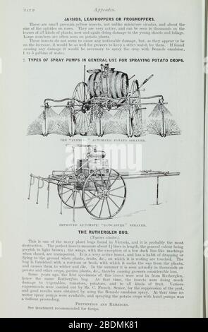 Handbook of fungus diseases of the potato in Australia and their treatment (Page 212P) Stock Photo