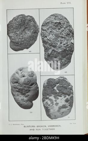 Handbook of fungus diseases of the potato in Australia and their treatment (Plate XVI) Stock Photo