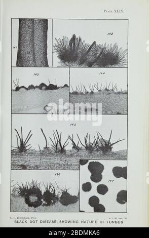 Handbook of fungus diseases of the potato in Australia and their treatment (Plate XLIX) Stock Photo